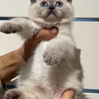 Scottish straight color blue point