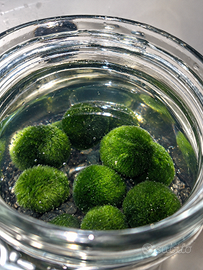 Marimo!