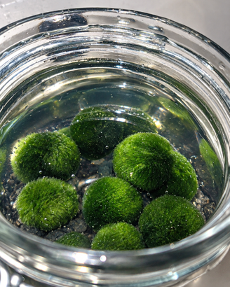 Marimo!