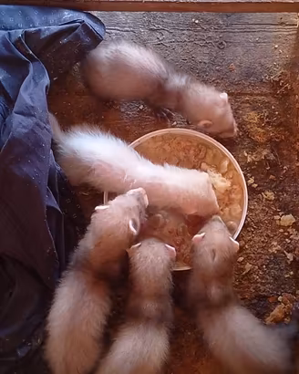 Furetti