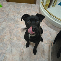 Adozione Cucciolo di 5 mesi