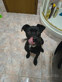 Adozione Cucciolo di 5 mesi