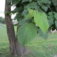 Piante di Paulownia