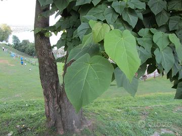 Piante di Paulownia