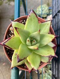 echeveria ebony 