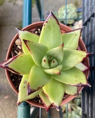 echeveria ebony 