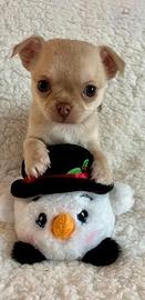 Cuccioli di chihuahua