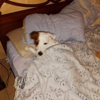 Cane incrocio fra jack Russell e serrer
