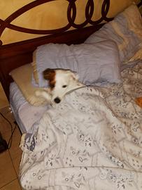 Cane incrocio fra jack Russell e serrer