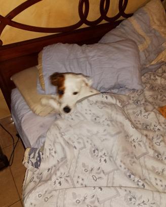 Cane incrocio fra jack Russell e serrer