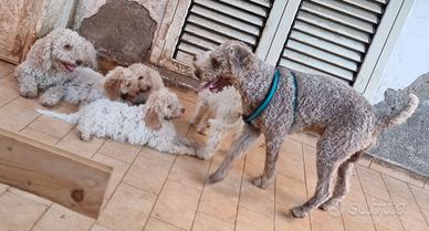 Cuccioli di Lagotto Romagnolo