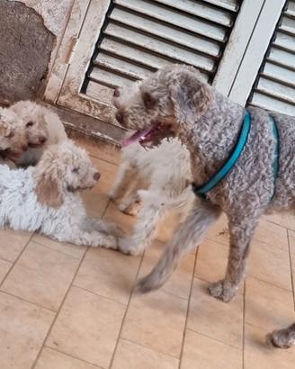 Cuccioli di Lagotto Romagnolo
