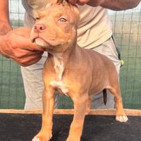 Cuccioli pitbull