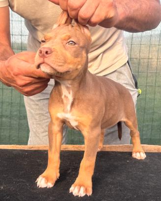 Cuccioli pitbull