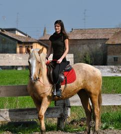 Cavalla doppio pony incrocio Quarter