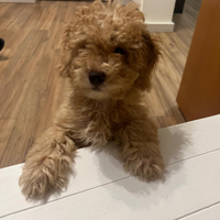 Barboncino maschio futura taglia nana