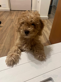 Barboncino maschio futura taglia nana