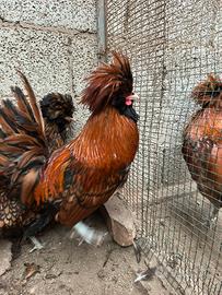 Gallo e Gallina padovana