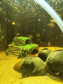 Ciclosoma Nigrofasciatum
