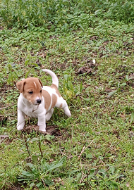 Jack russel