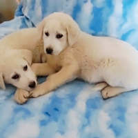 Cuccioli taglia medio grande in adozione