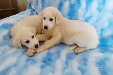 Cuccioli taglia medio grande in adozione