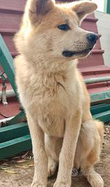 Akita inu