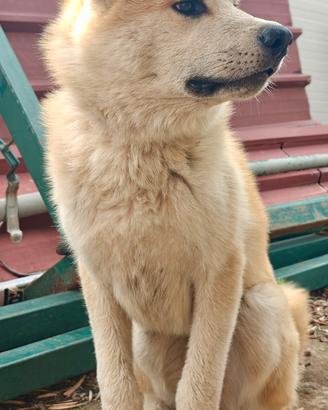 Akita inu