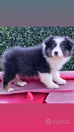 Pastore australiano cucciola