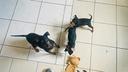 allevamento-cuccioli-pinscher-nano-pedigree-enci