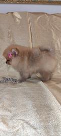 Cucciola Volpino di Pomerania