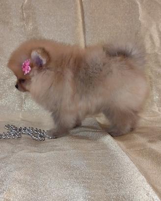 Cucciola Volpino di Pomerania