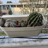 Vaso da terrazzo sospeso e piante Cactus