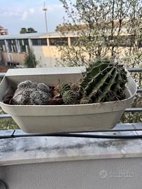 Vaso da terrazzo sospeso e piante Cactus