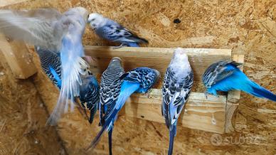 Cocoriti maschi e femmine