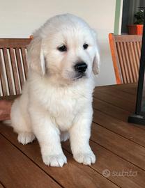 Golden Retriever cuccioli