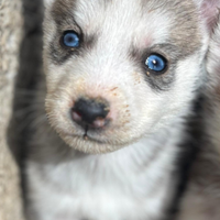 Husky siberian