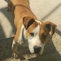 Amstaff Femmina 5 anni Adozione