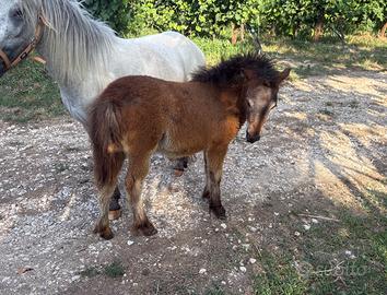 Pony shetland da giardino