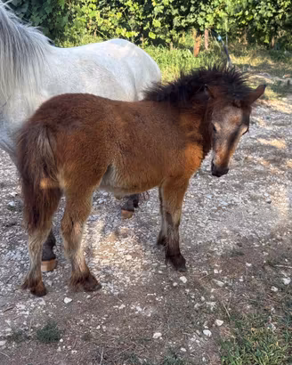 Pony shetland da giardino