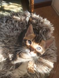 Cuccioli Bengala ENFI