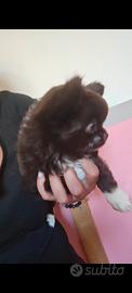 Chihuahua Maschietto