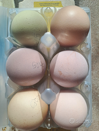 Uova per incubatrice