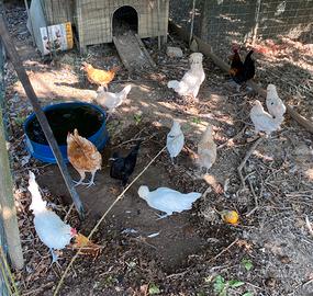 Famiglia di Galline