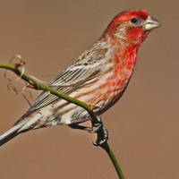 Ciufolotto messicano