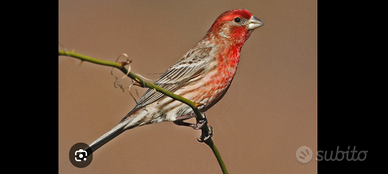 Ciufolotto messicano