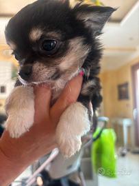 Vendita di cucciolo chiwawa