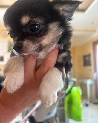 Vendita di cucciolo chiwawa