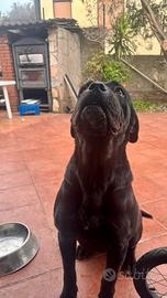 Cane corso per accoppiamento