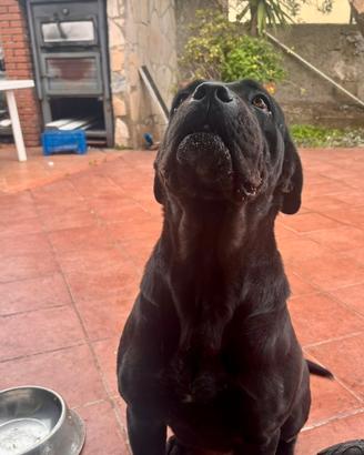 Cane corso per accoppiamento